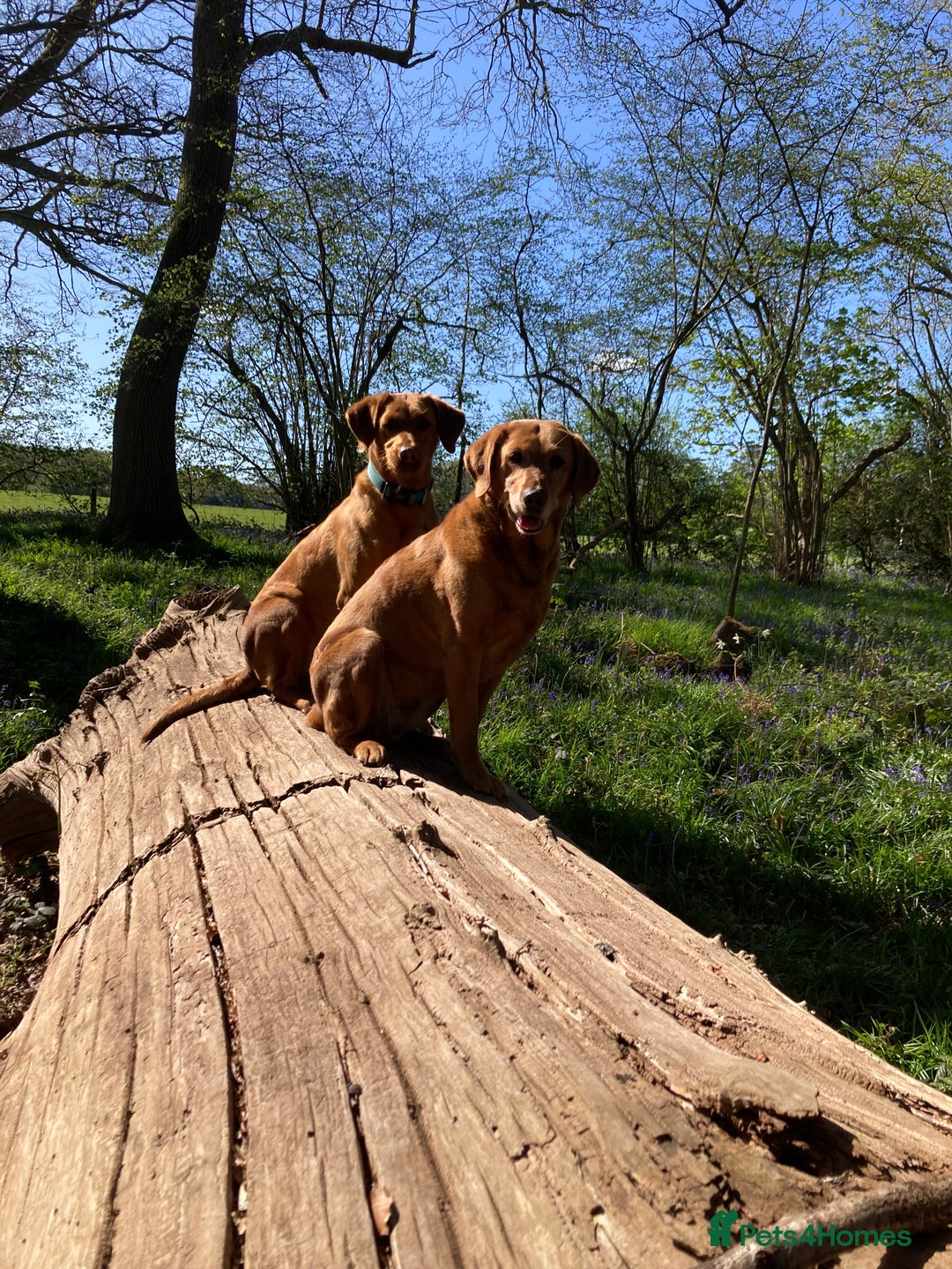 Labrador Retriever dogs for sale: 8 Fox Red/Black Working Labradors - Image 7