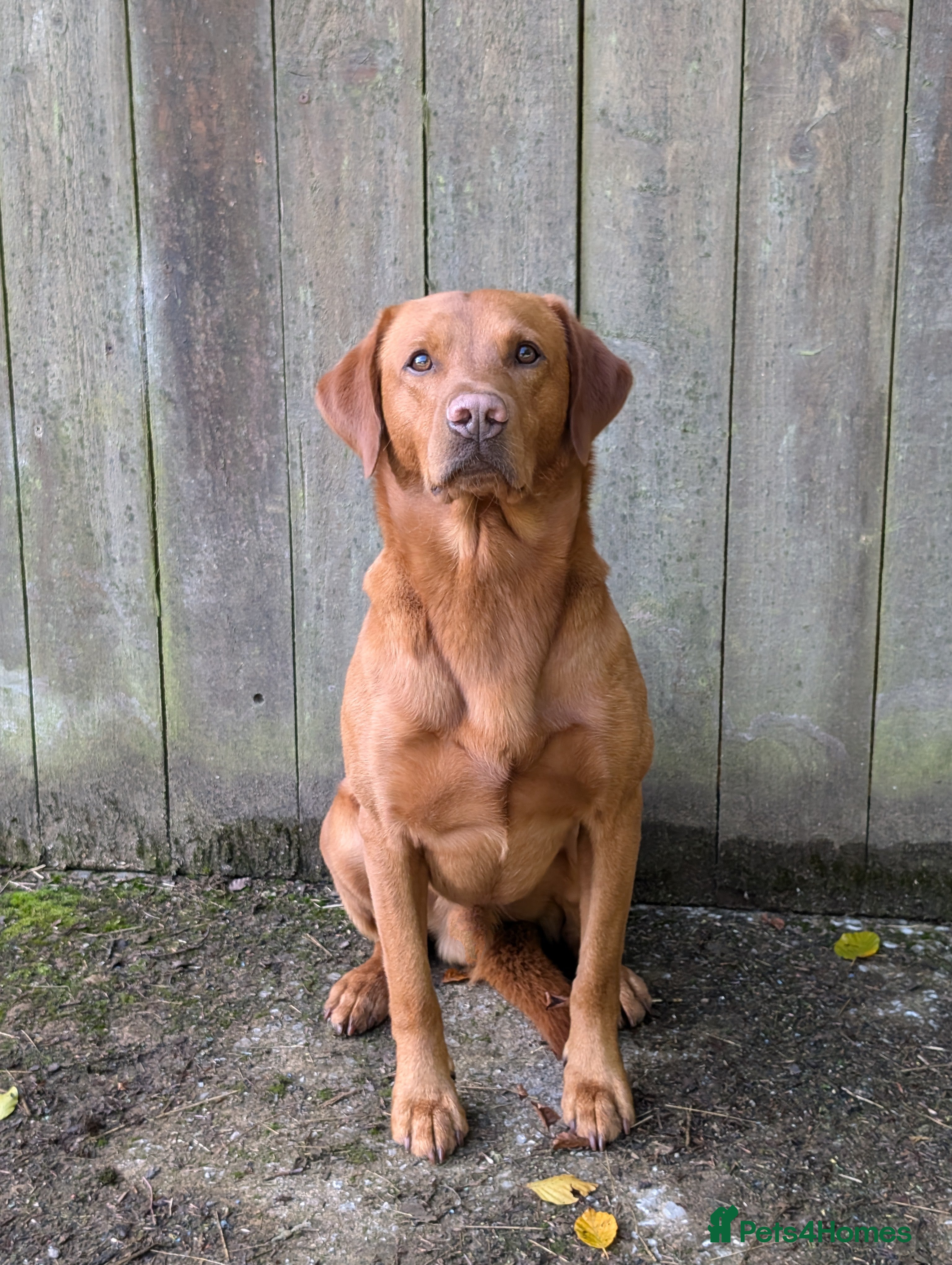 Labrador Retriever dogs Red ( Lord Ajax) Fox Red KC Labrador Stud Dog  in Watchet - Advert 2