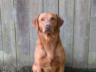 Labrador Retriever dogs Red ( Lord Ajax) Fox Red KC Labrador Stud Dog in Watchet - Advert 5