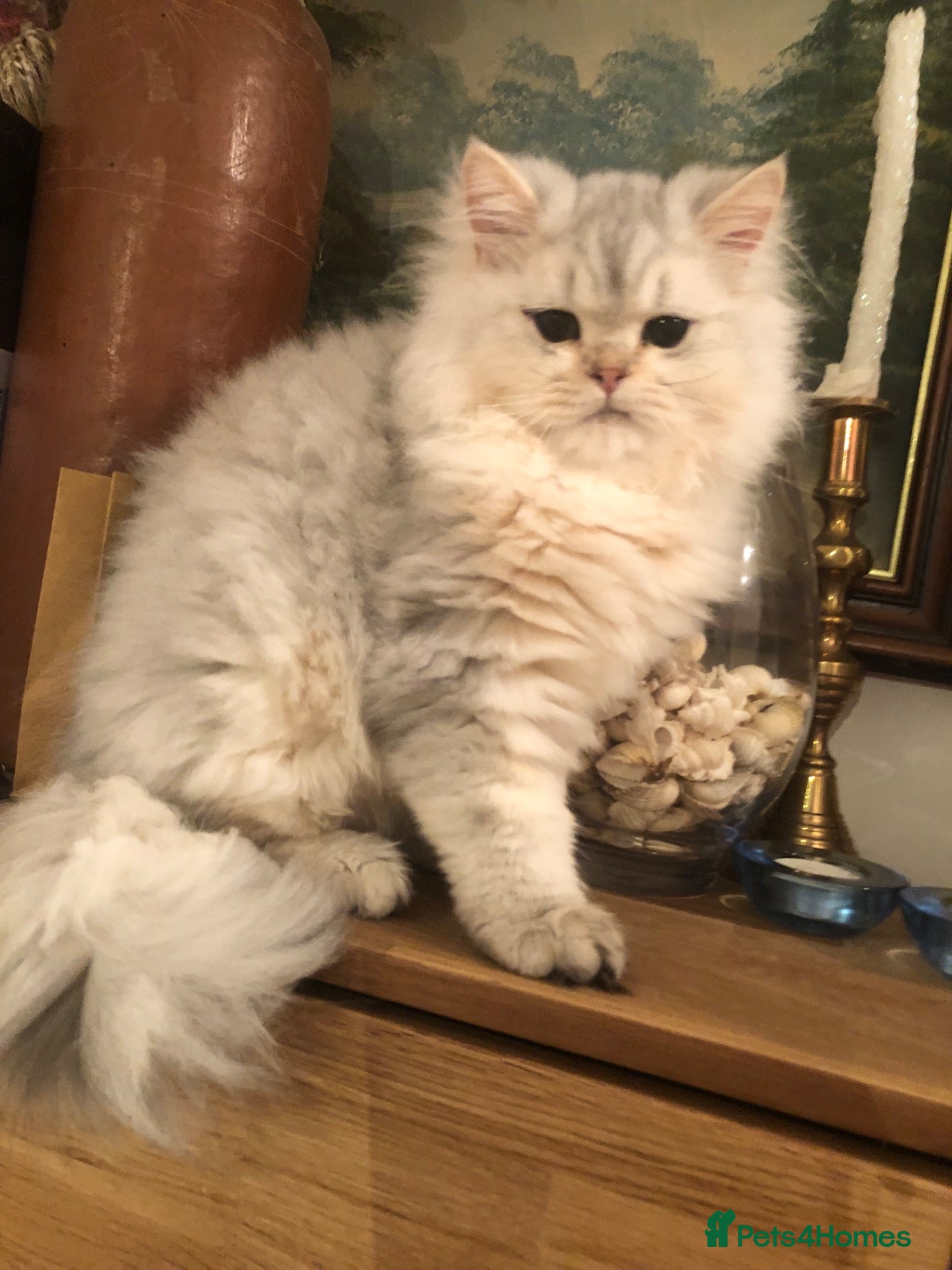 British Shorthair cats British shorthair kittens  - Advert 19