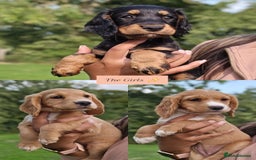Cocker Spaniel dogs for stud: KC REG, HIP/ELBOW SCORED, EYES & DNA 11.4kg in Orpington - Image 6