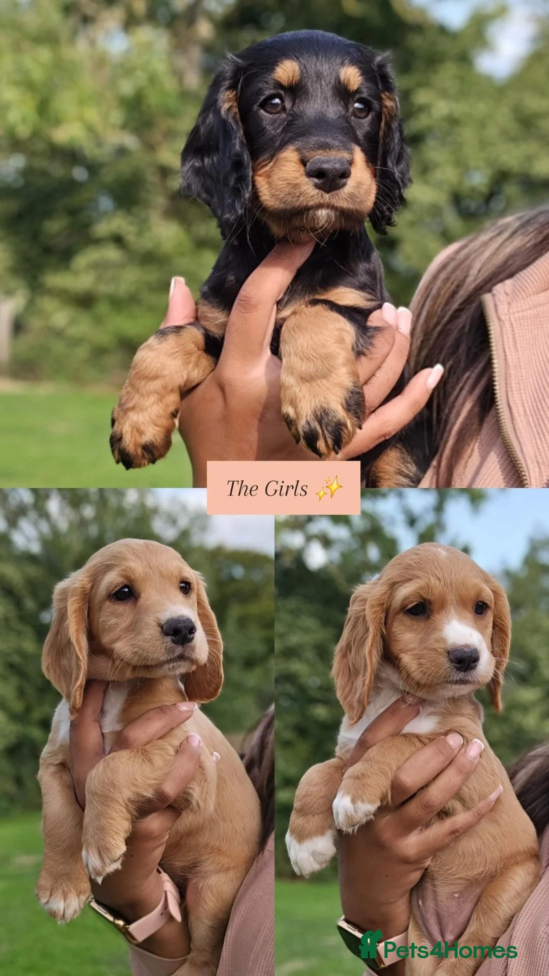 Cocker Spaniel dogs for stud: KC REG, HIP/ELBOW SCORED, EYES & DNA 11.4kg in Orpington - Advert 6