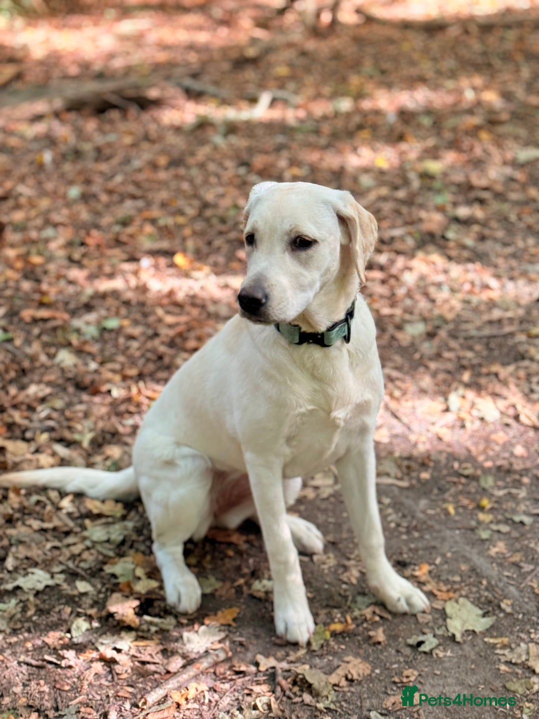 Labrador Retriever dogs for sale: 9 month old Willow  - Advert 2