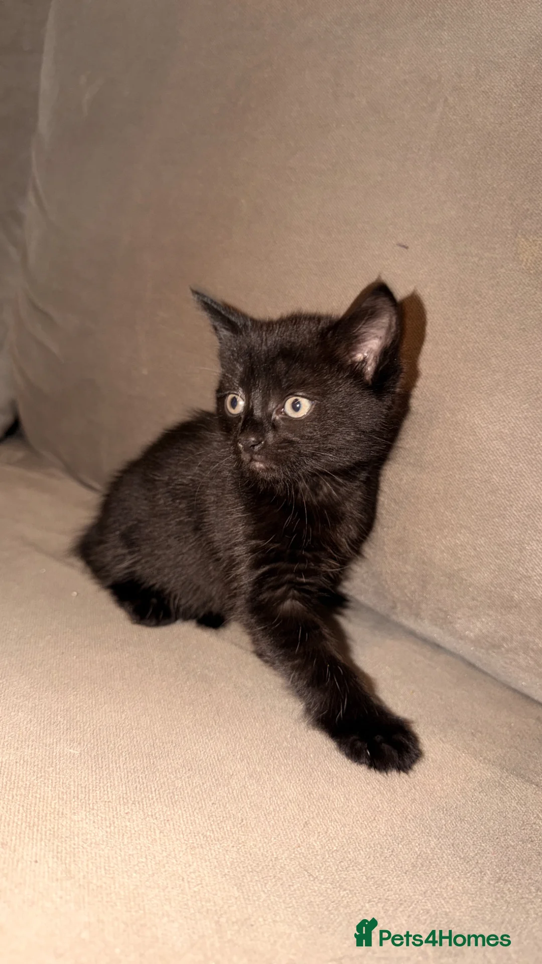 British Shorthair cats for sale: Beautiful kittens needing new home  in Arundel - Advert 4