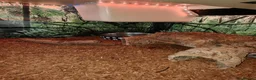 Toad reptiles for sale: Giant Suriname Marine Toad with Set Up - Advert 10