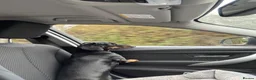 Dachshund dogs for stud: Mr Prince Ben  - Advert 7