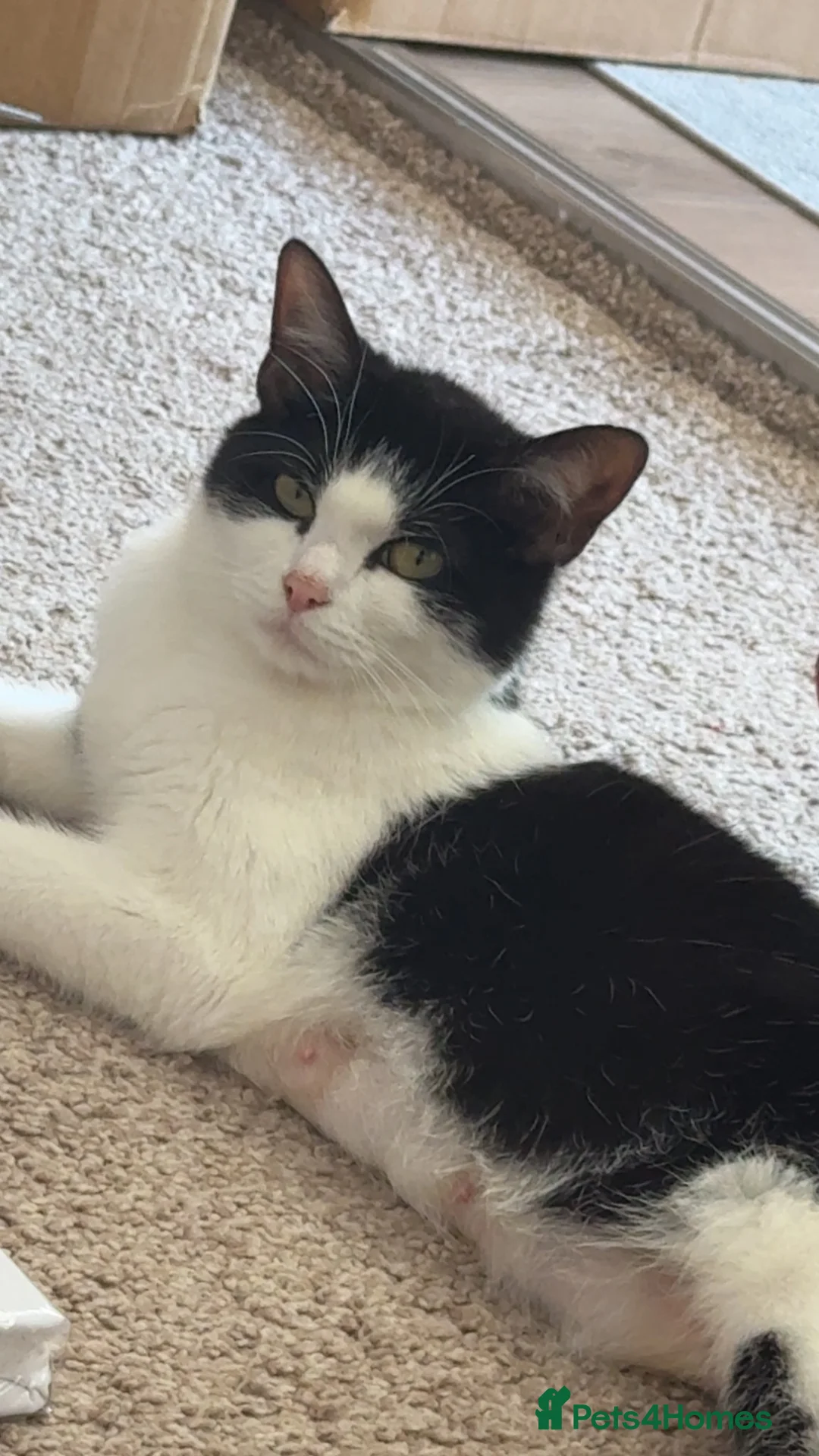 Mixed Breed cats for sale: Black & White Cat Looking for a Forever Home - Advert 2