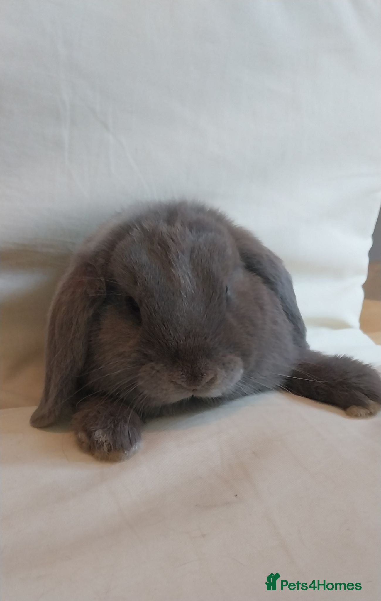 Mini Lop rabbits Baby mini lop - Advert 7