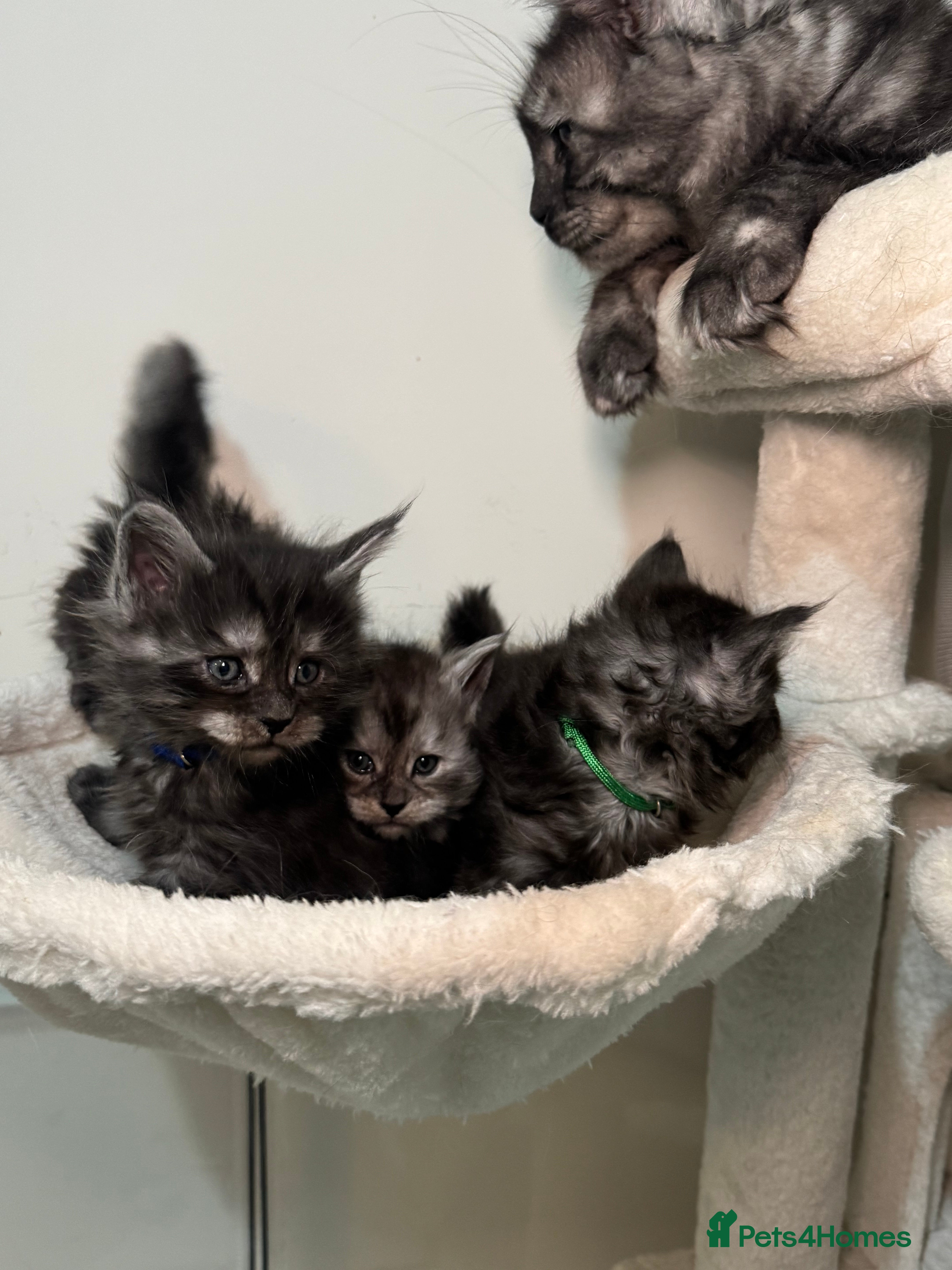 Maine Coon cats Champion blood line mainecoon kittens  - Advert 15