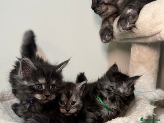 Maine Coon cats Champion blood line mainecoon kittens - Advert 1