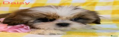Daisy
