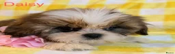 Shih Tzu dogs for sale: Beautiful Shih Tzu puppies  - Advert 8