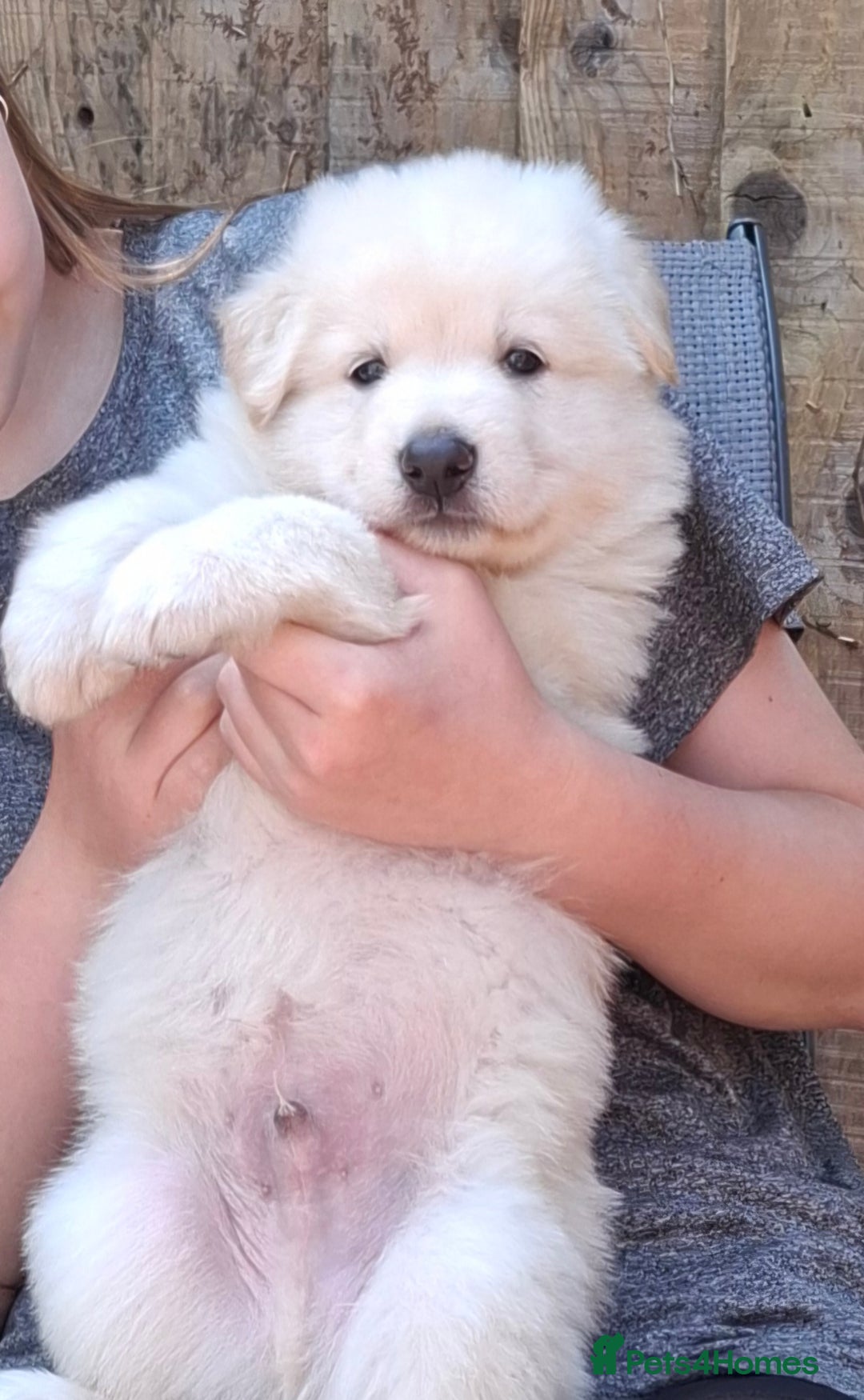 German Shepherd dogs for sale: Stunning litter of German shepherd puppies   - Image 3