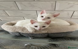 Turkish Van cats for sale: Gorgeous and Loving Turkish Van kittens - Image 2