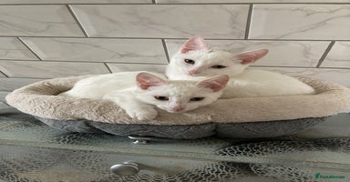 Turkish Van cats - Advert 2