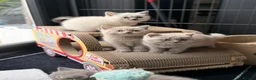 British Shorthair cats for sale: British shorthair kittens 😺 - Advert 5