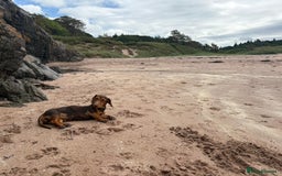 Dachshund dogs for sale: Dachshund Pups need new home - Image 5