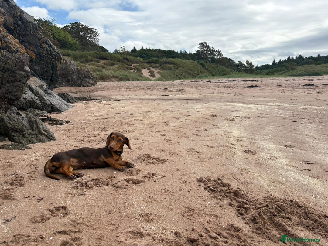 Dachshund dogs for sale: Dachshund Pups need new home - Image 5