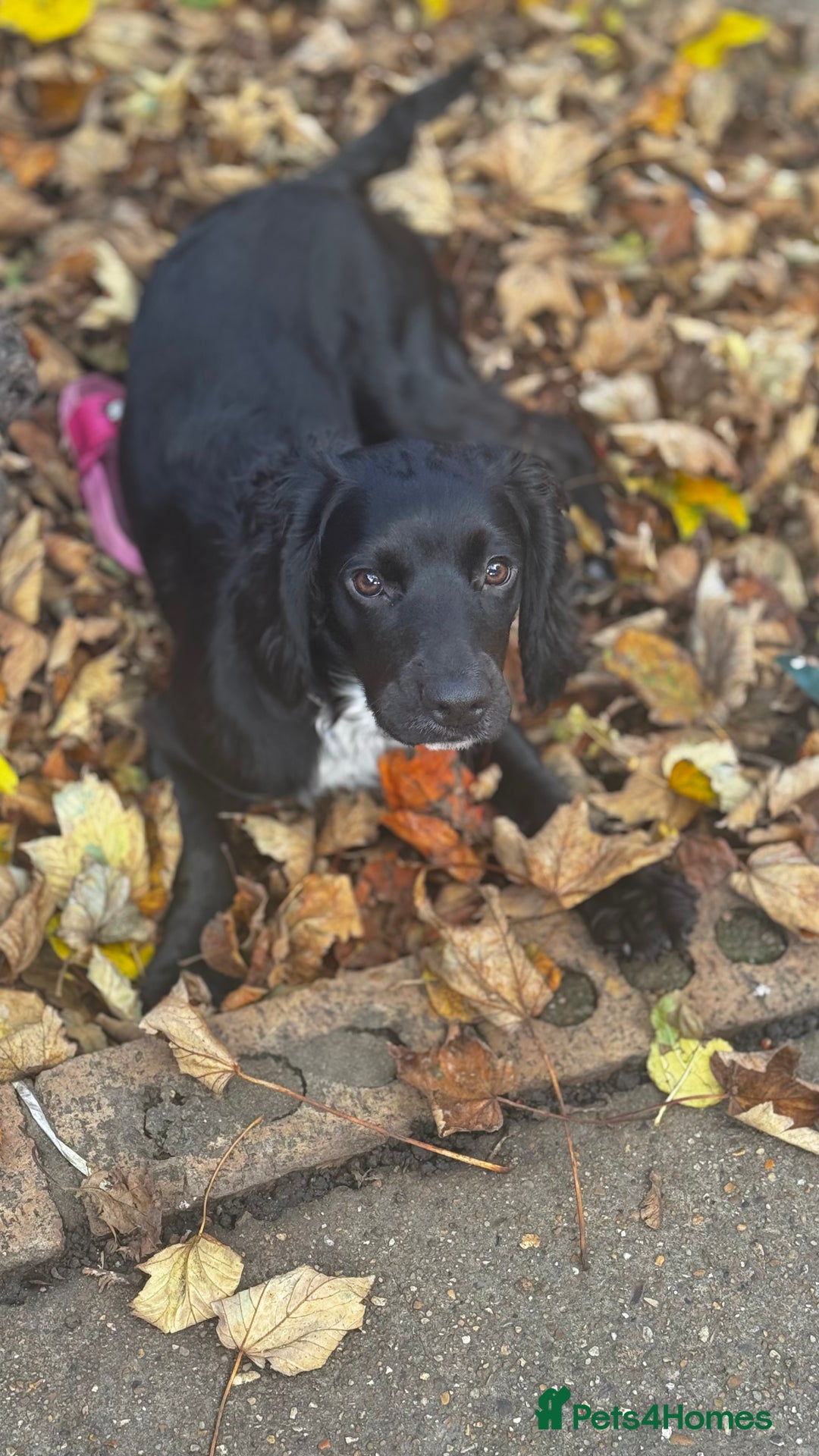 Cocker Spaniel dogs for sale: Beautiful female dog, well trained,family friendly - Advert 3