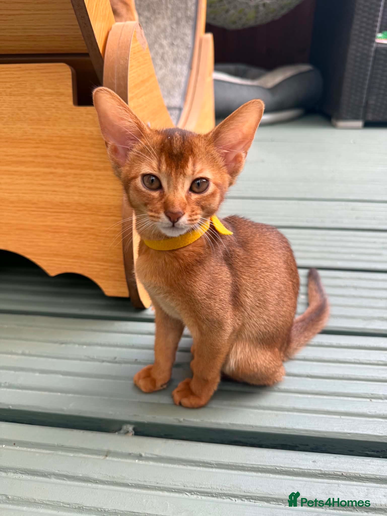 Abyssinian cats Last one girl ready to go🌟 - Advert 16