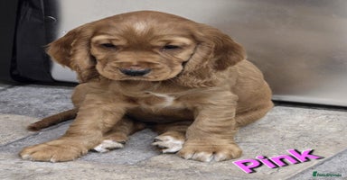 Cocker Spaniel dogs - Advert 14