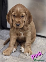 Cocker Spaniel dogs - Advert 4