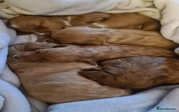 Mixed Breed dogs for sale: 5 Beautiful Cockapoo Girls ready  - Image 3