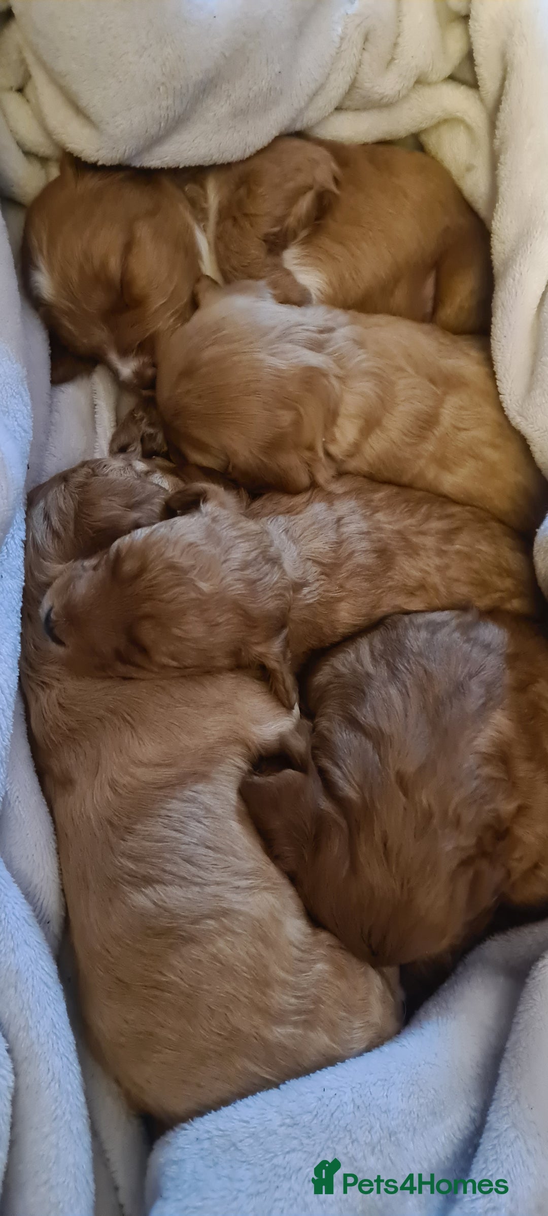 Mixed Breed dogs for sale: 5 Beautiful Cockapoo Girls ready  - Image 3
