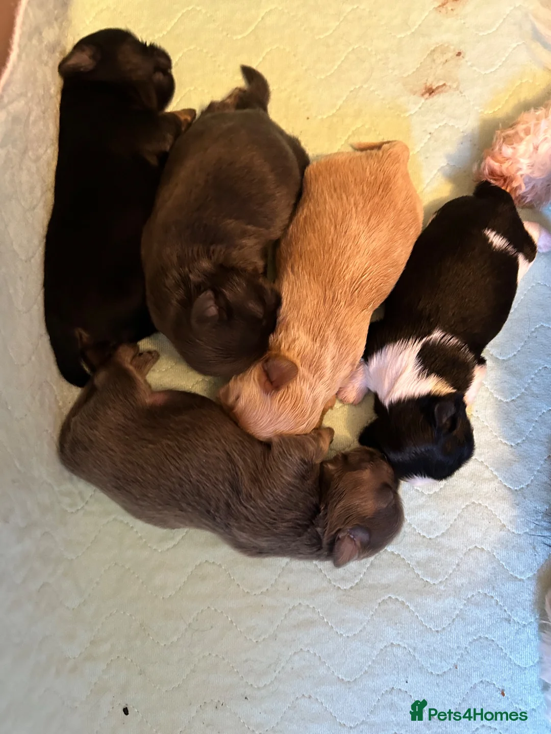 Shih Tzu dogs for stud: Black n Tan imperial Shih Tzu for stud  - Advert 6