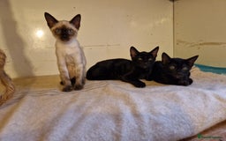 Mixed Breed cats for sale: Bengamese kittens, Bengal/Siamese mix  - Image 22