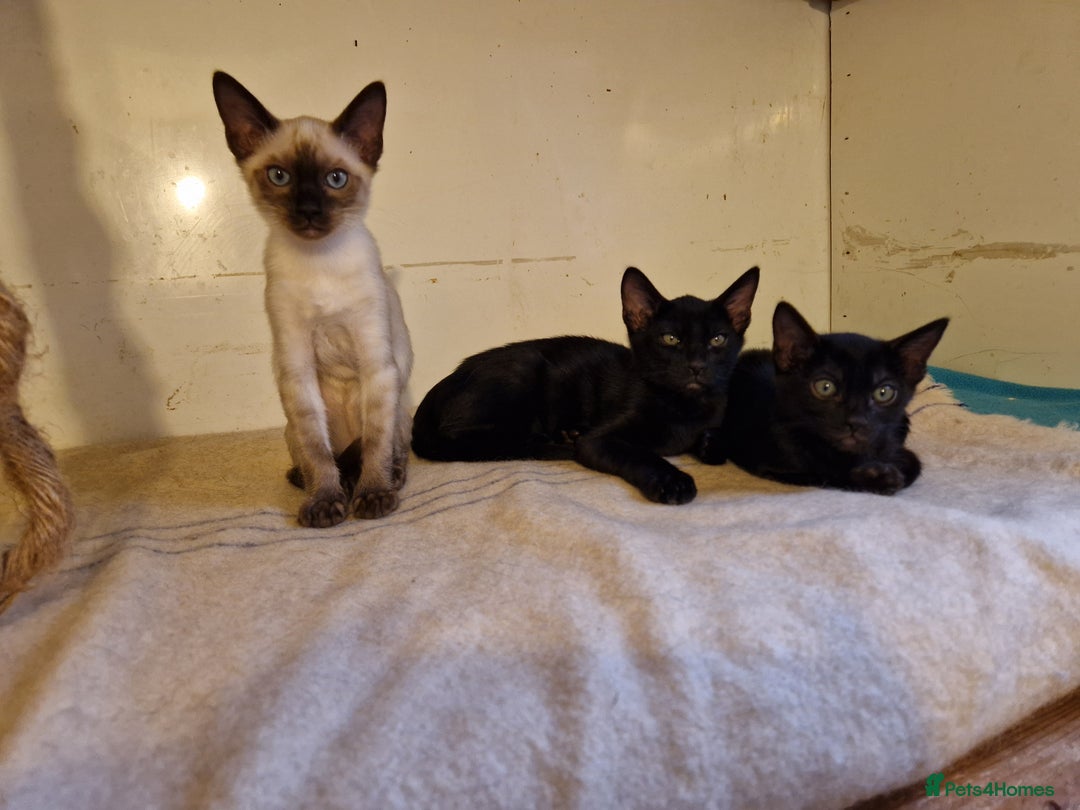 Mixed Breed cats for sale: Bengamese kittens, Bengal/Siamese mix  - Image 22