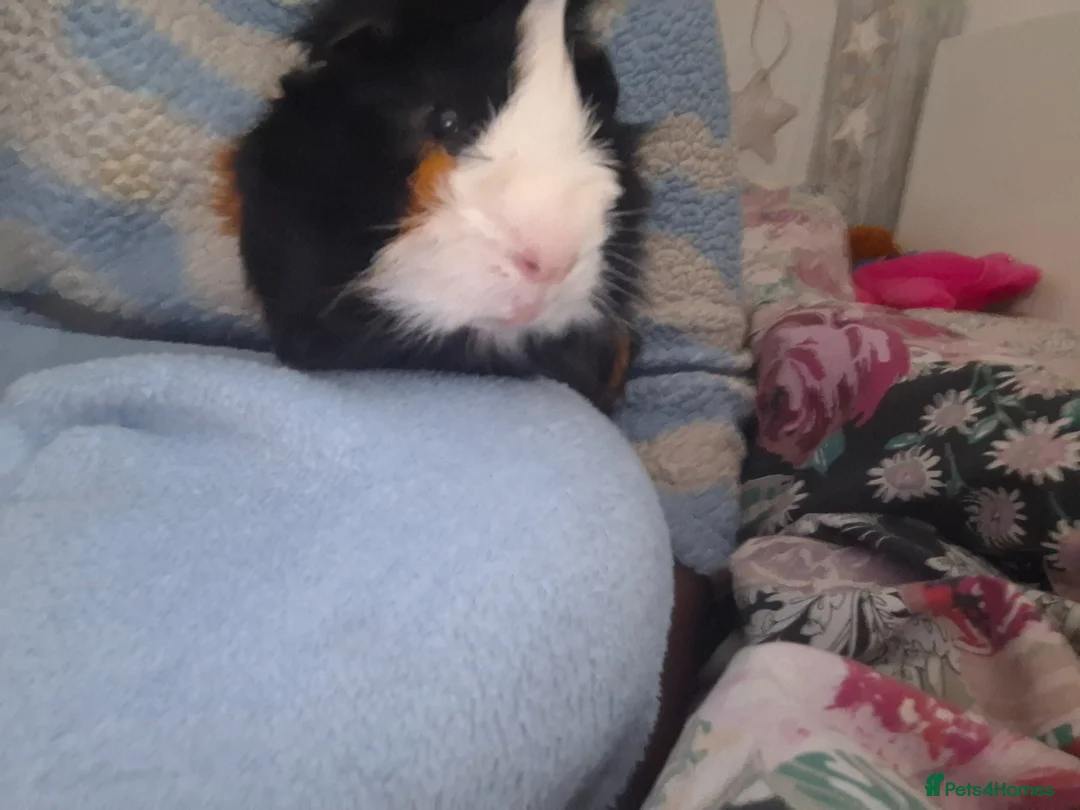 Guinea Pig rodents for sale: Single male guinea pig for sale  - Advert 6
