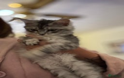 Maine Coon cats for sale: Female Mainecoon for sale - Image 5