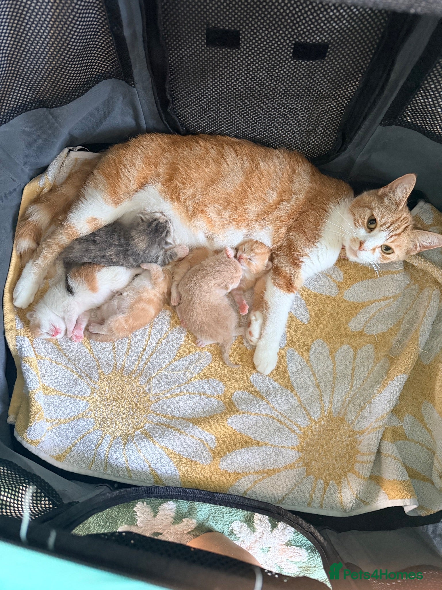 Mixed Breed cats Beautiful kittens  - Advert 1