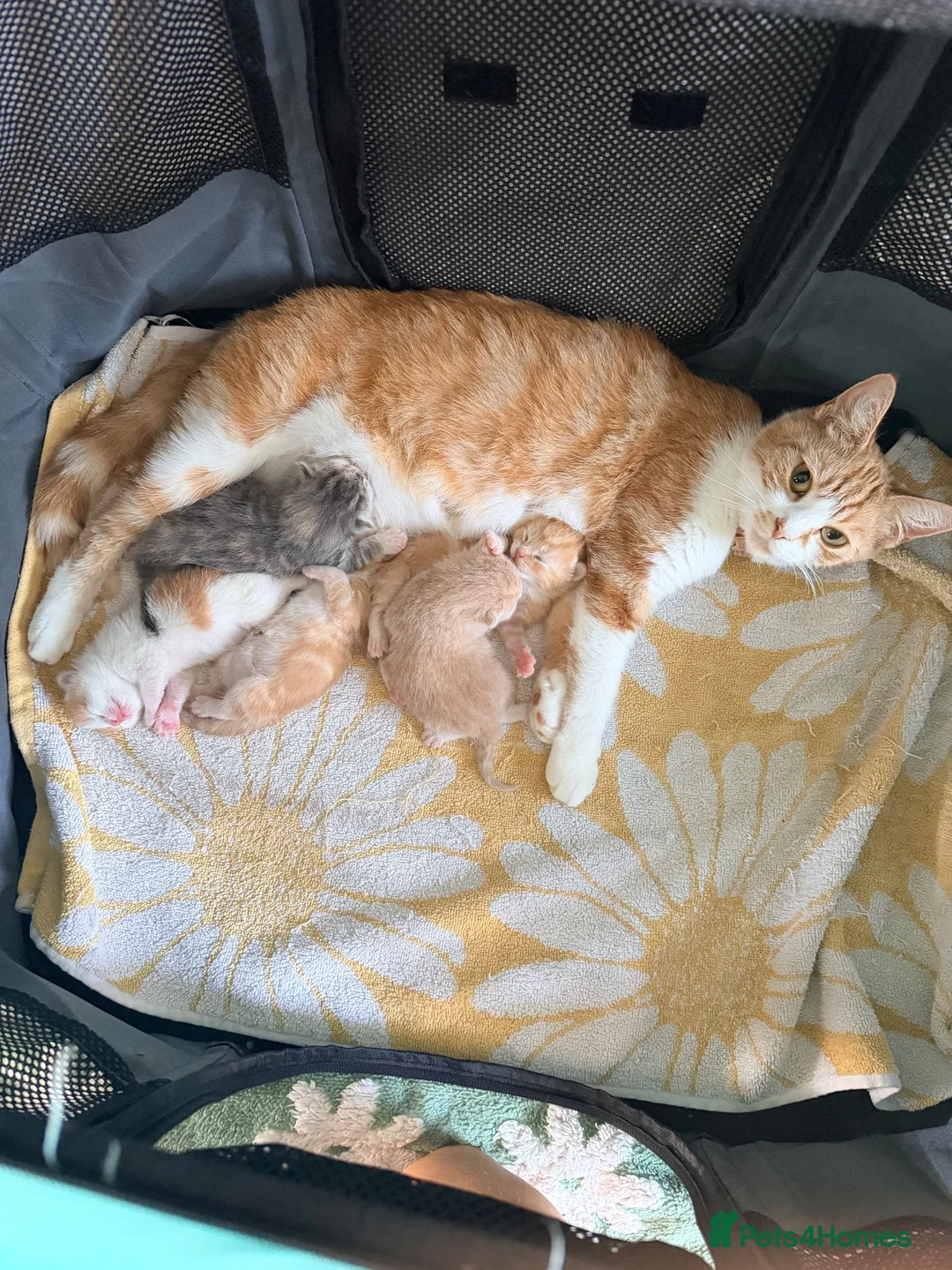 Mixed Breed cats for sale: Beautiful kittens  - Advert 1