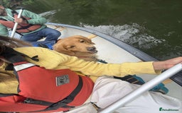 Mixed Breed dogs for adoption: Loving Buddy is waiting for you! - Image 11