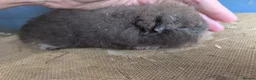 Guinea Pig rodents for sale: Funky & swiss breed guinea pig babies  - Advert 5