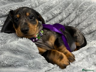 Miniature Dachshund dogs Gorgeous Miniature Dachshunds - Advert 6