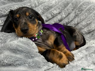 Miniature Dachshund dogs Gorgeous Miniature Dachshunds - Advert 4