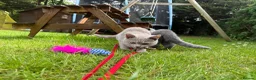 British Shorthair cats for sale: British Shorthair Babies - Advert 7