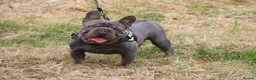 French Bulldog dogs for stud: Lilac testable fluffy frenchie French bulldog stud - Advert 2
