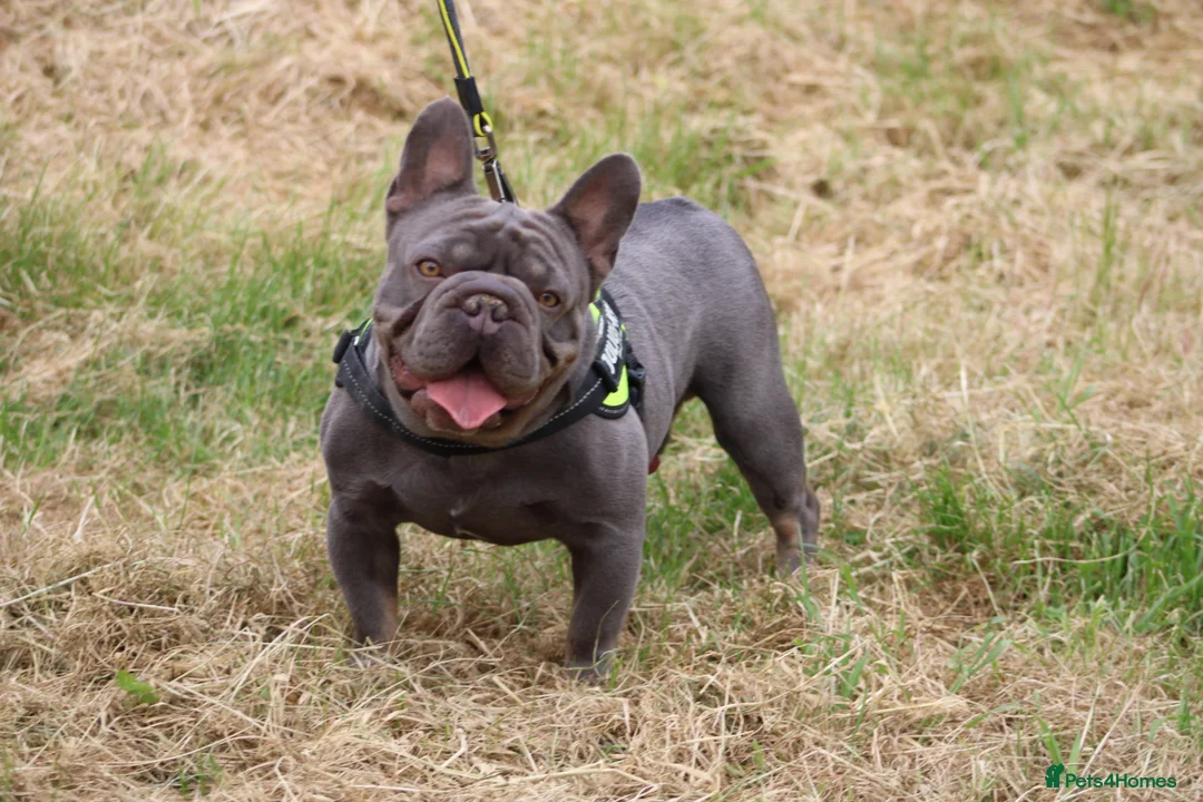 French Bulldog dogs for stud: Lilac testable fluffy frenchie French bulldog stud - Advert 2