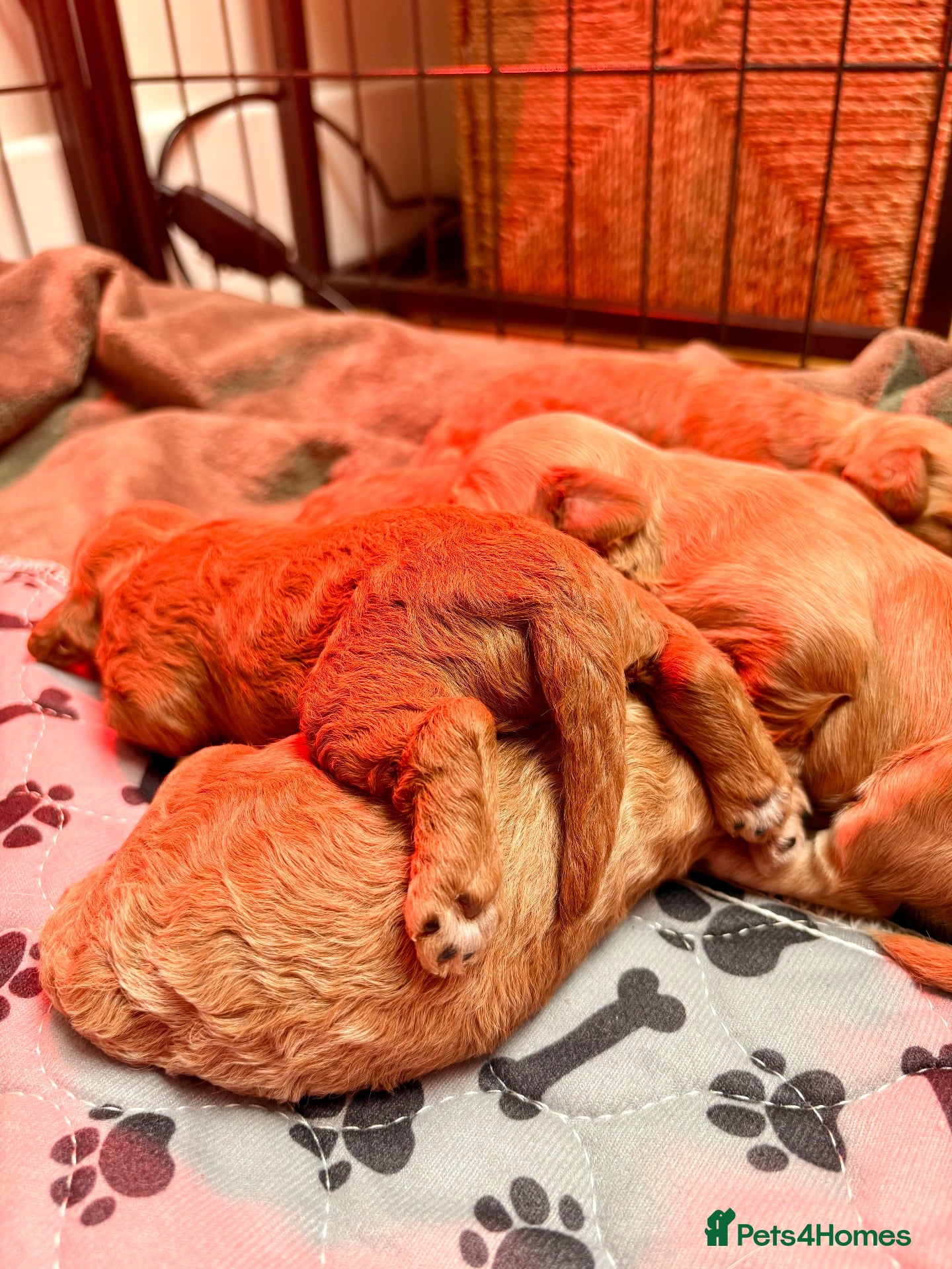 Cavapoo dogs Florence’s Beautiful Red F1b Cavapoo Boys 💙 - Advert 2