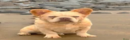 French Bulldog dogs for sale: Wavy/Puffy Coated French Bulldogs - Advert 10