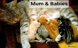 Mixed Breed cats for sale: Male Ginger kittens - Image 4