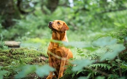 Labrador Retriever dogs for sale: Striking Fox Red Puppies  - Image 5