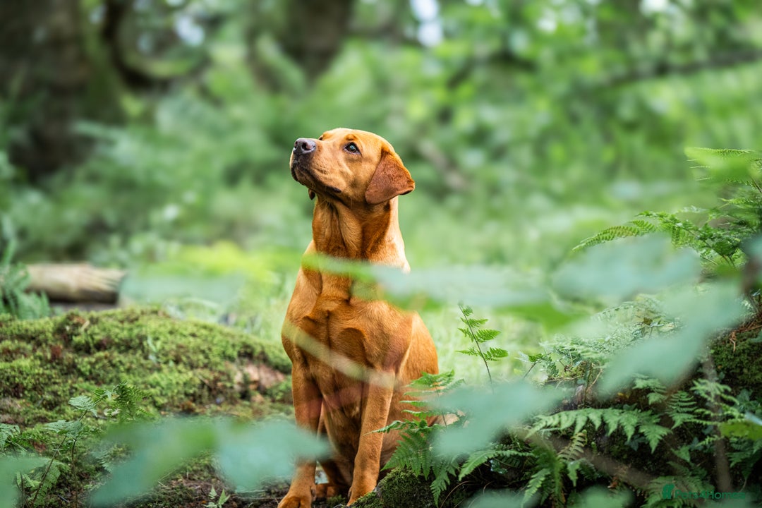 Labrador Retriever dogs for sale: Striking Fox Red Puppies  - Image 5