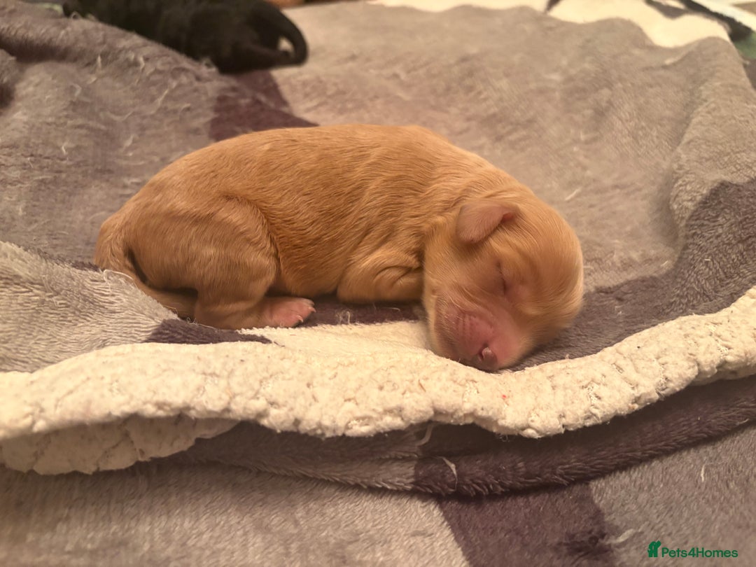 Cavapoo dogs for sale: Stunning Litter of F1B Cavapoo Puppies - Image 7