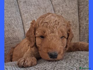 Mini Goldendoodle dogs F2b mini goldendoodles health tested - Advert 14