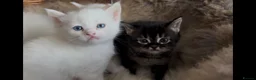 Munchkin cats for sale: Sweetest Personality Guaranteed-Fur Babies 🤗 - Advert 10